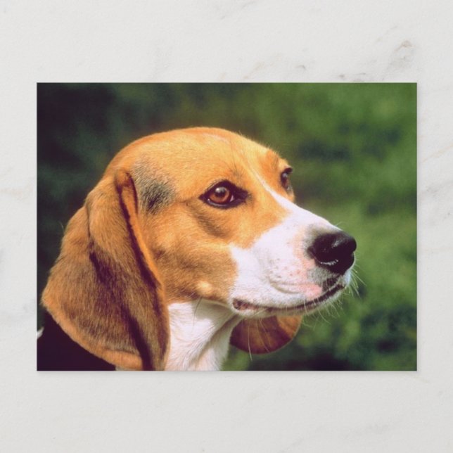 Carte Postale Chien beagle (Devant)