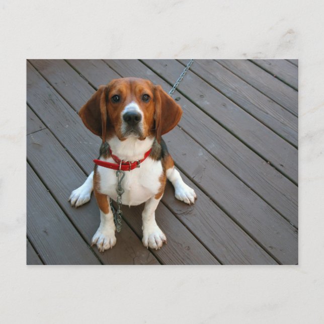 Carte Postale Chien Beagle Cutest Jamais (Devant)