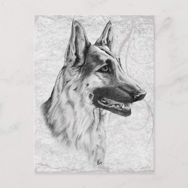 Carte Postale Chien berger allemand (Devant)