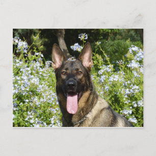 Carte Postale Chien berger allemand