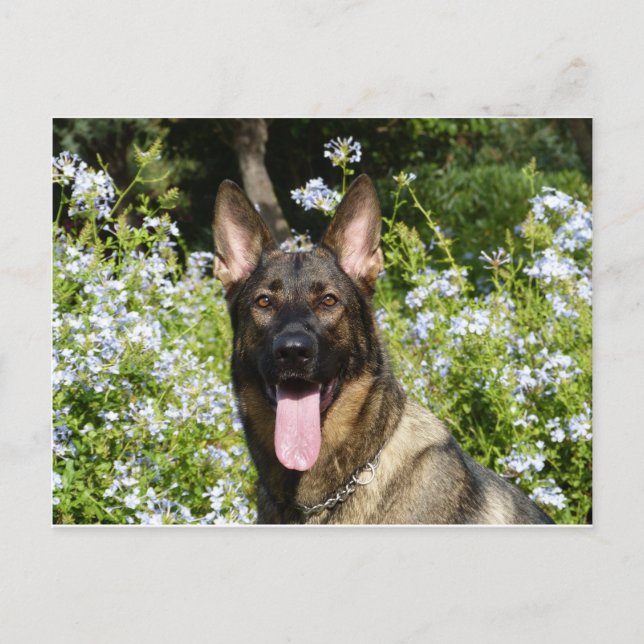 Carte Postale Chien berger allemand (Devant)