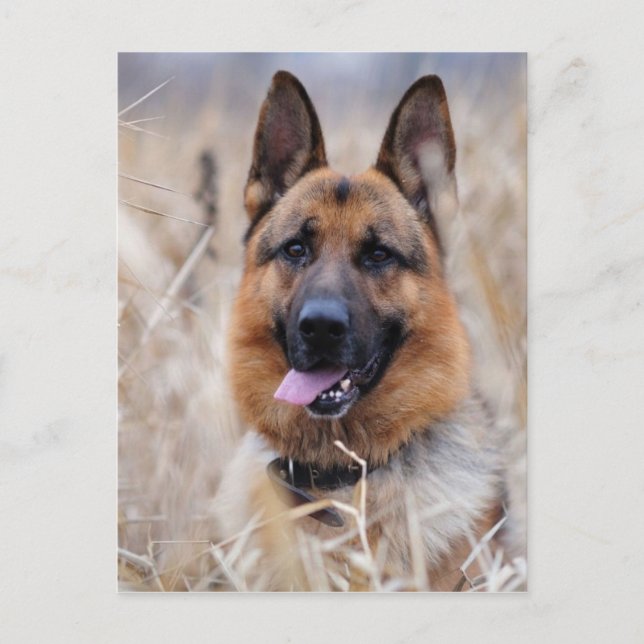 Carte Postale Chien berger allemand (Devant)
