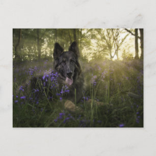 Carte Postale Chien berger allemand à l'épicerie