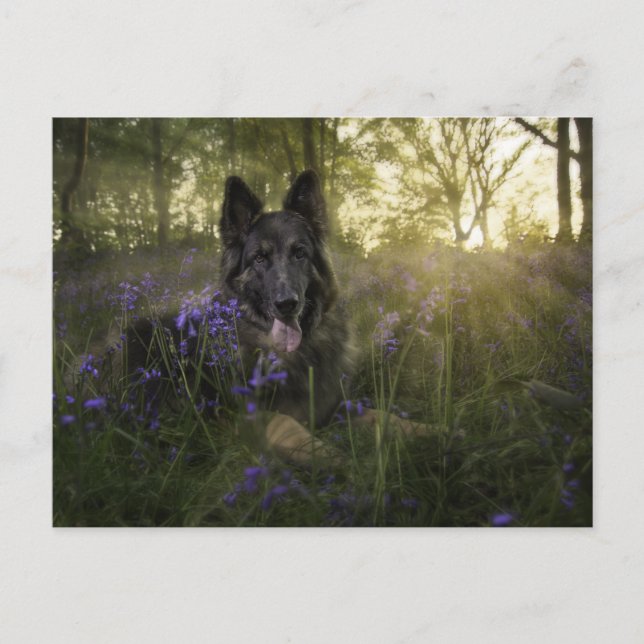 Carte Postale Chien berger allemand à l'épicerie (Devant)