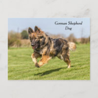 Carte postale Chien berger allemand Alsacien
