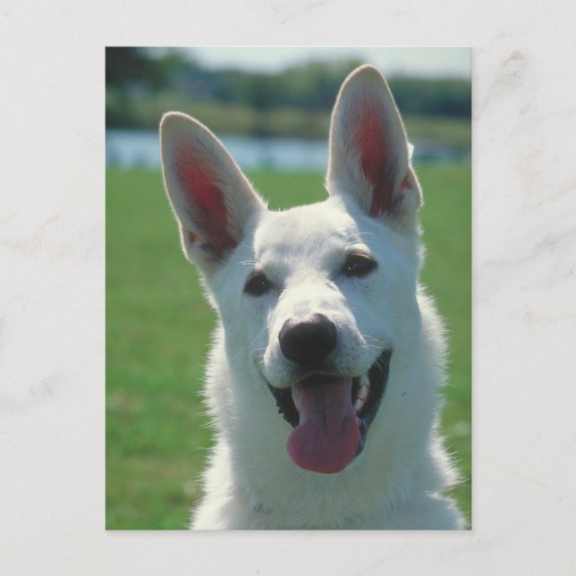 Carte Postale Chien berger allemand blanc (Devant)