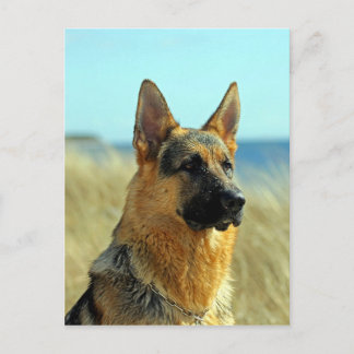 Carte Postale Chien berger allemand personnalisable