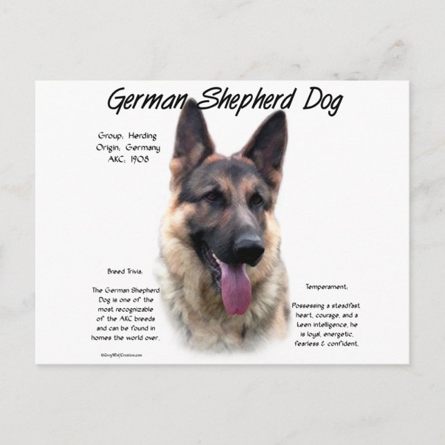 Carte Postale Chien berger allemand (sable) Histoire Conception (Devant)