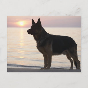 Carte Postale Chien berger allemand sur Georgian Bay, Ontario,