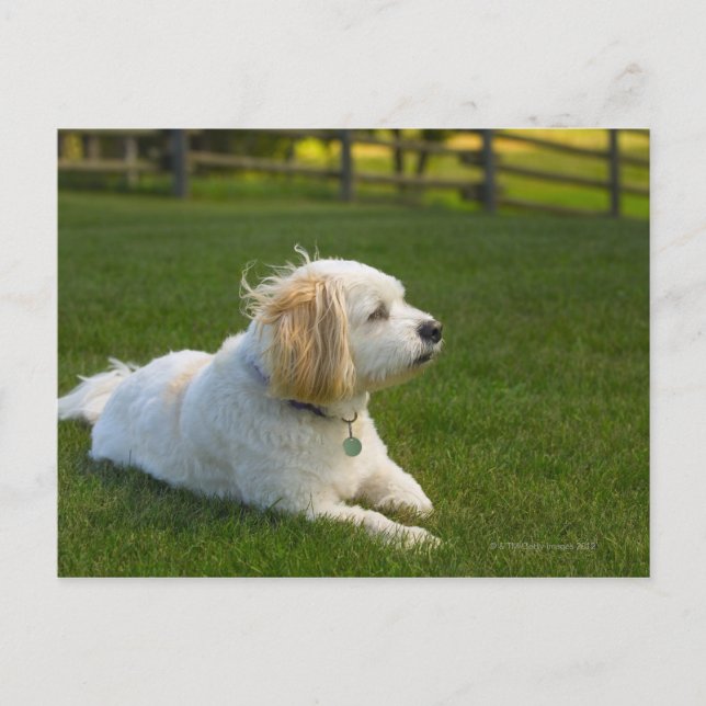 Carte Postale Chien blanc (Devant)