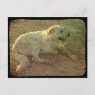 Carte Postale Chien blanc