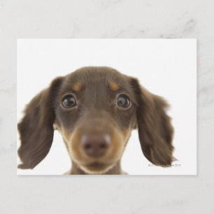 Carte Postale Chien blanc (brun) 2