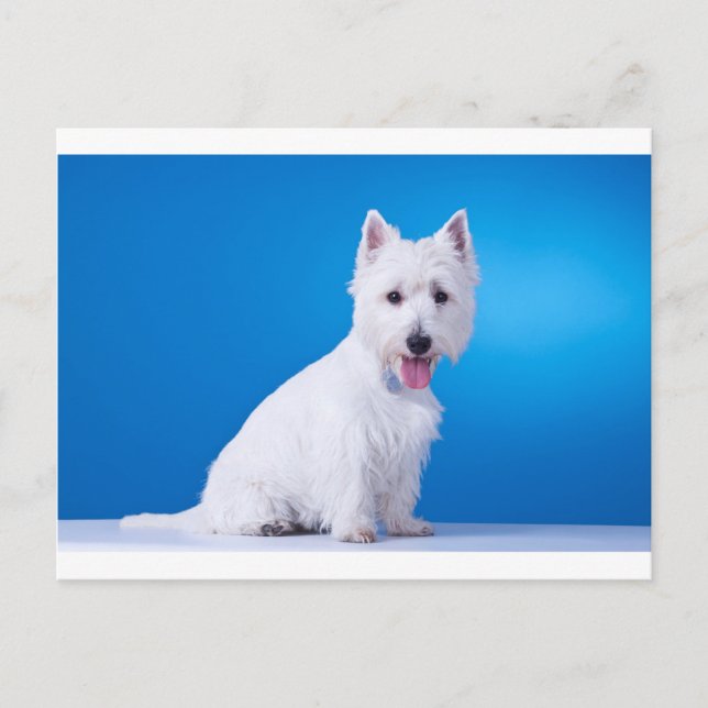 Carte Postale Chien blanc chiot de West Highland (Devant)