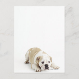 Carte Postale Chien blanc et tacheté
