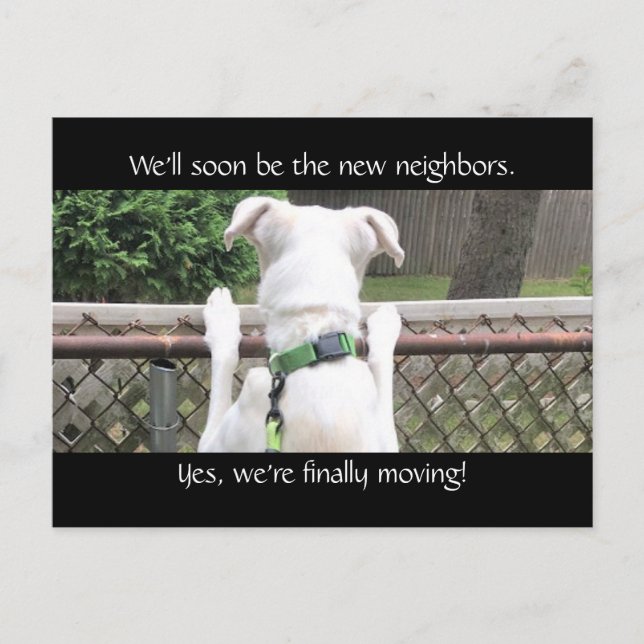 Carte Postale Chien blanc mignon Nosey essayant de voir les vois (Devant)