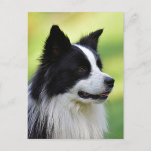 Carte Postale Chien Border Collie noir et blanc