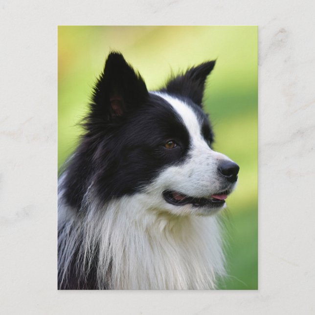 Carte Postale Chien Border Collie noir et blanc (Devant)