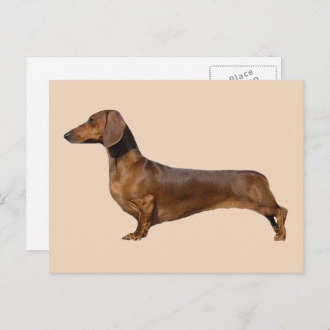 Carte Postale Chien Brown mignon Dachshund (Devant / Derrière)
