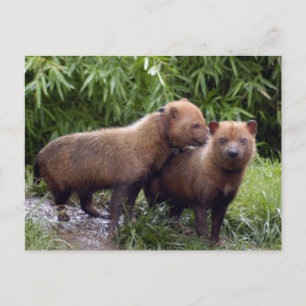 Carte Postale chien-buisson-b-1