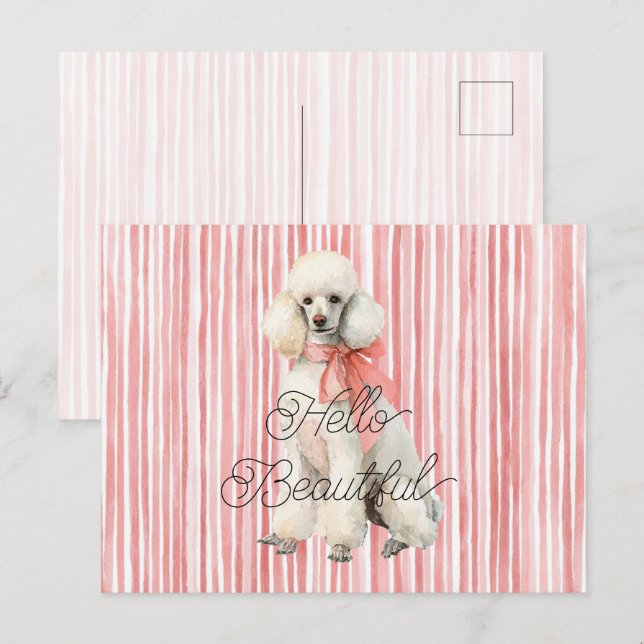 Carte Postale Chien Caniche Blanc Bonjour Beau (Devant / Derrière)