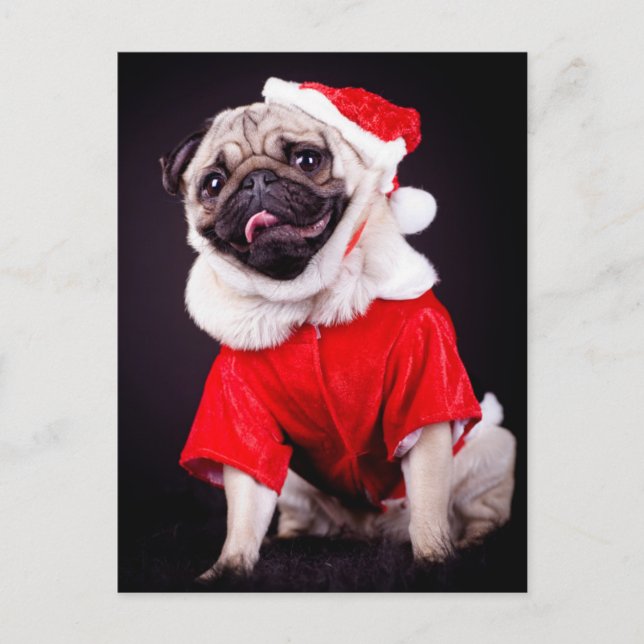 Carte Postale chien carlin (Devant)