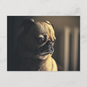 Carte Postale Chien Carlin Chien Chiot Animal Animal Canine Pure