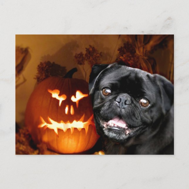 Carte Postale Chien Carlin d'Halloween (Devant)
