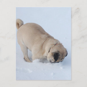 Carte Postale Chien carlin jouant la neige hivernale