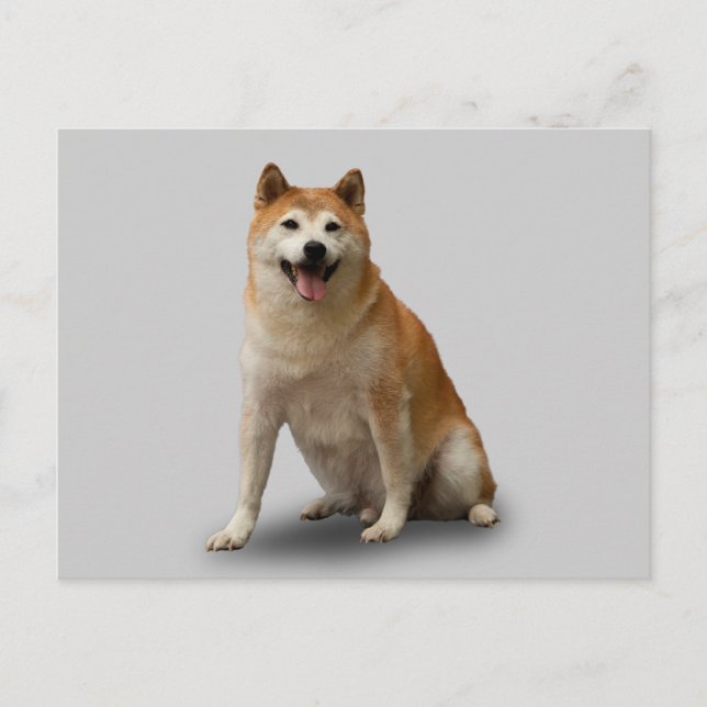 CARTE POSTALE CHIEN CHALEUREUX (Devant)