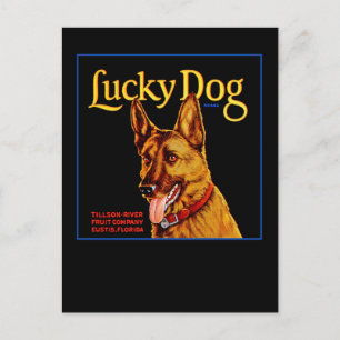 Carte Postale Chien chanceux