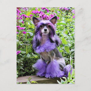 Carte Postale Chien chassé chinois violet en fleurs roses