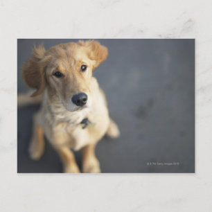 Carte Postale Chien cherchant
