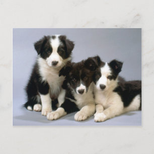Carte Postale Chien Chéri, Photos de Chiot Cartes, Cadeaux - Per