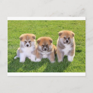 Carte Postale Chien Chien Akita Inu Chien Chien Chien Chien Chie