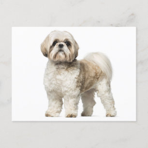 Carte Postale Chien Chien Chien Chien Chien Chien Chien Blanc Et