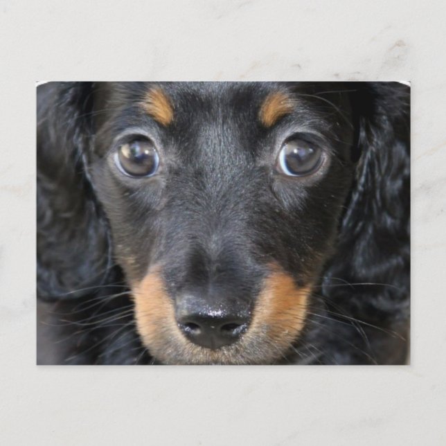 Carte postale Chien Chien Chien Chien Daschund (Devant)