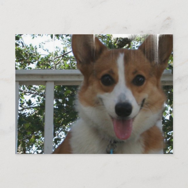 Carte postale Chien Chien Chien Corgi (Devant)
