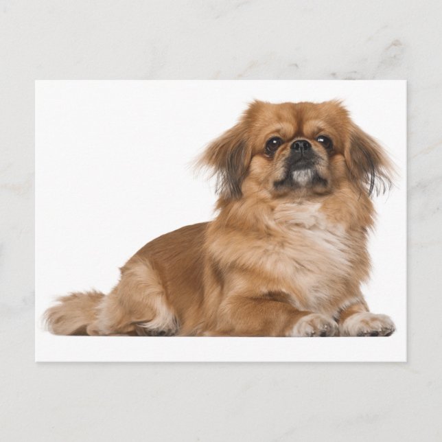 Carte postale Chien Chien Pekingese (Devant)