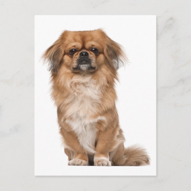 Carte postale Chien Chien Pekingese (Devant)