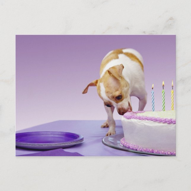Carte Postale Chien (chihuahua) mangeant un gâteau d'anniversair (Devant)