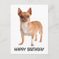 Chien chihuahua mignon d'anniversaire