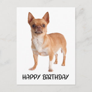 Carte Postale Chien chihuahua mignon d'anniversaire
