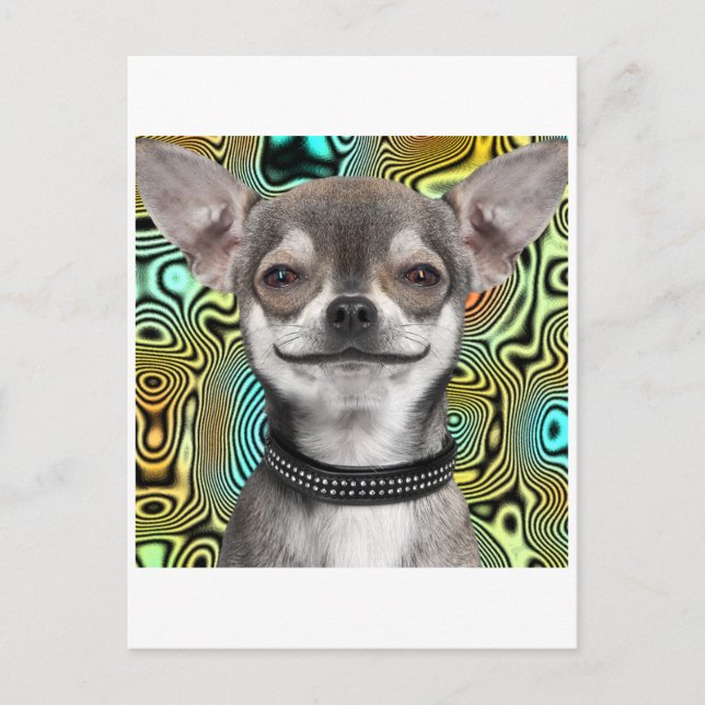 Carte Postale Chien Chihuahua souriant (Devant)