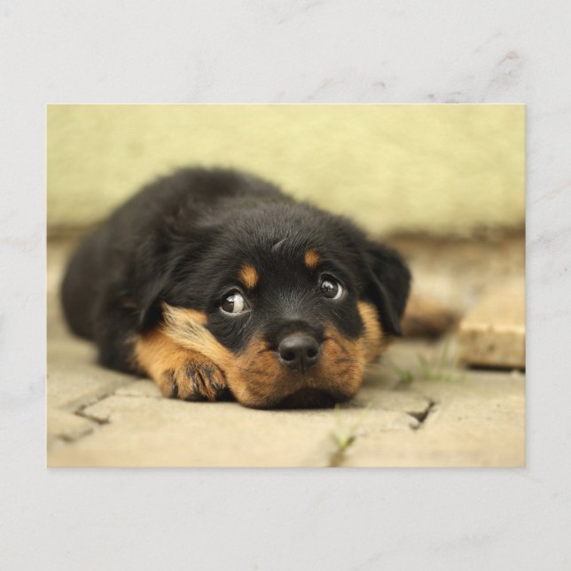 Carte Postale Chien chiot (Devant)