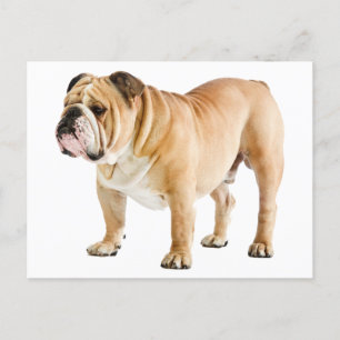 Carte Postale Chien chiot de Bulldog anglais - Bonjour, Amour, V