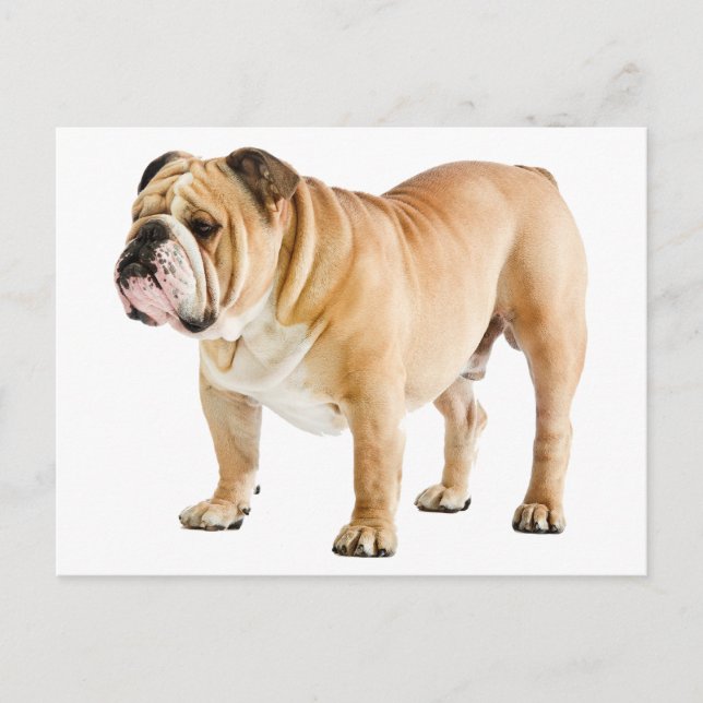 Carte Postale Chien chiot de Bulldog anglais - Bonjour, Amour, V (Devant)