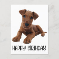 Chien chiot mignon Airedale Terrier Anniversaire