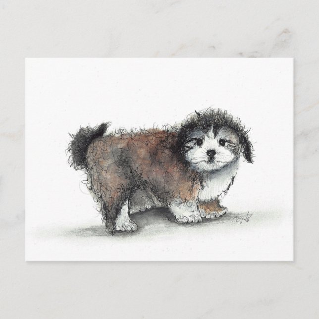 Carte Postale Chien chiot Shihtzu, animal de compagnie (Devant)