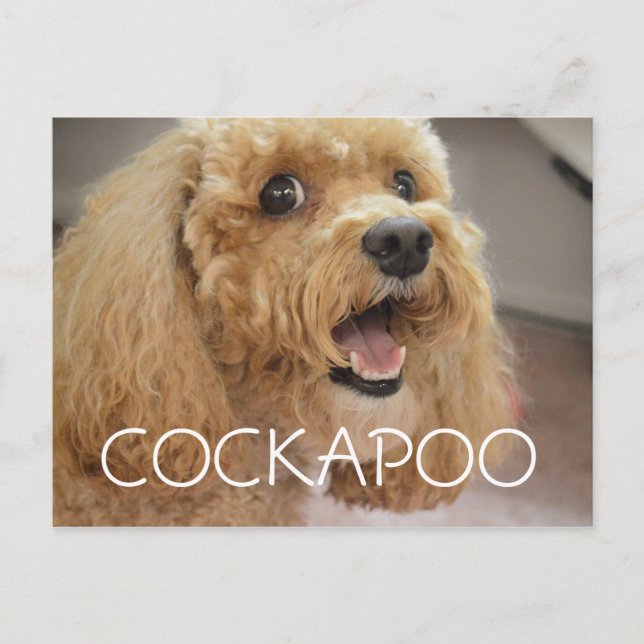 Carte Postale Chien Cockapoo Adorable qui Sourit (Devant)