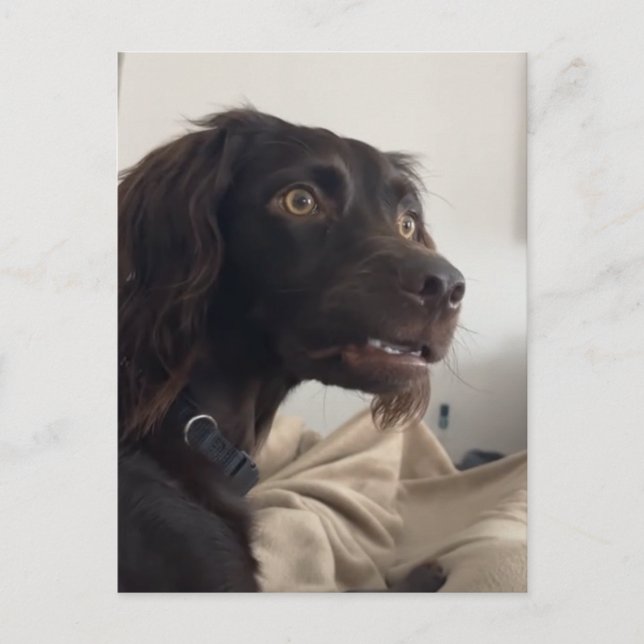 Carte postale Chien Confus Mème (Devant)